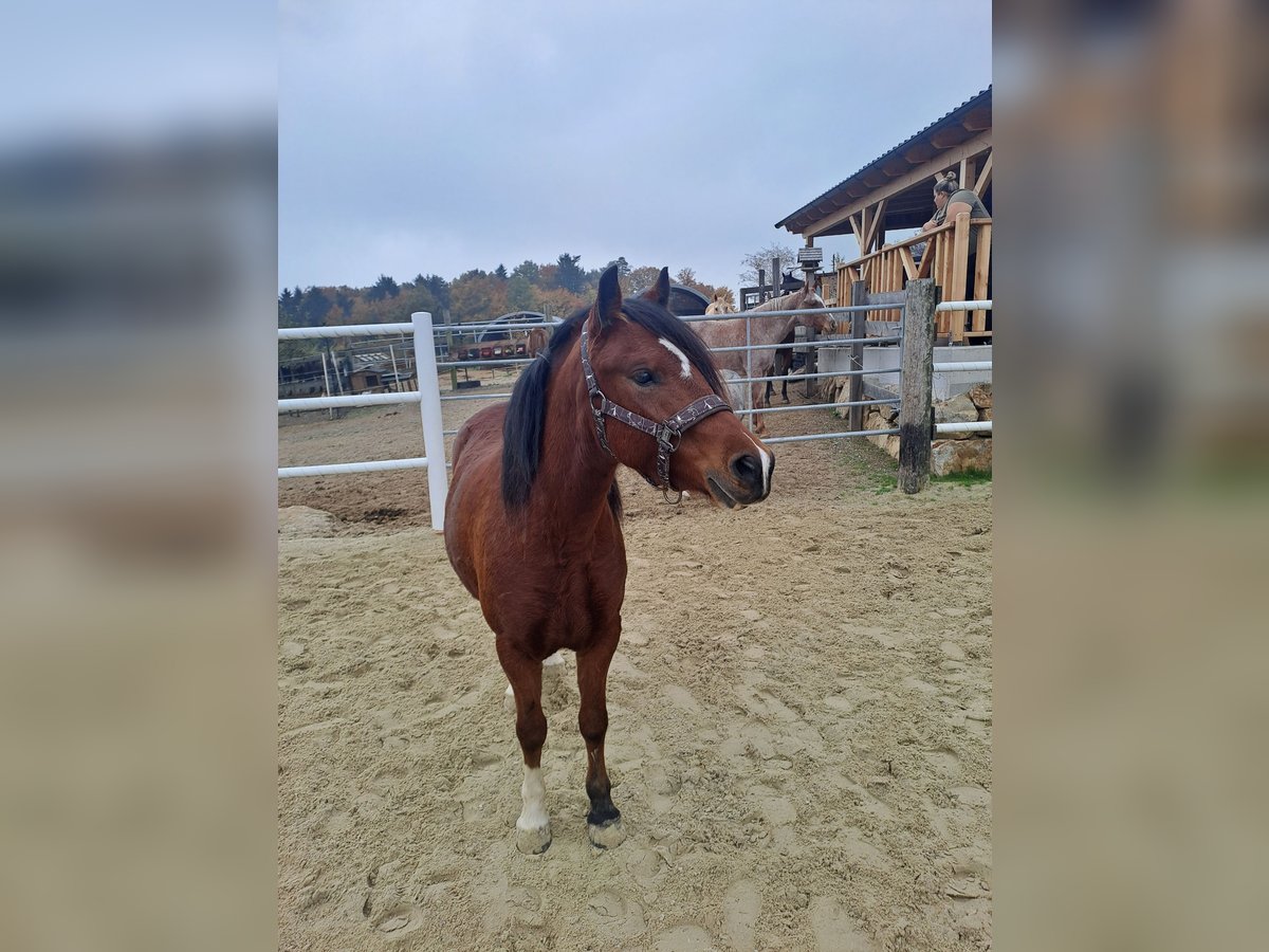 Welsh-C Stute 5 Jahre 130 cm Brauner in Oberndorf