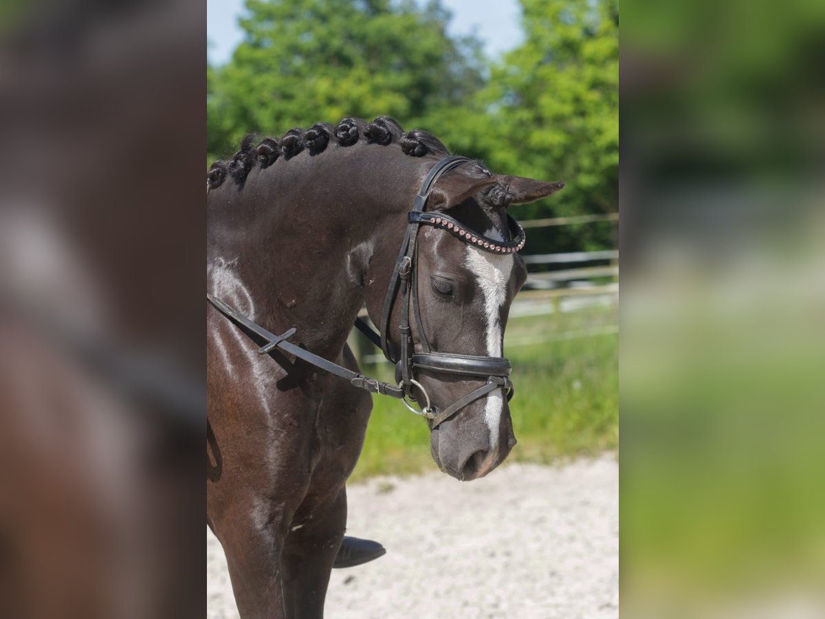 Welsh-C Mix Stute 6 Jahre 134 cm Rappe in Trebur