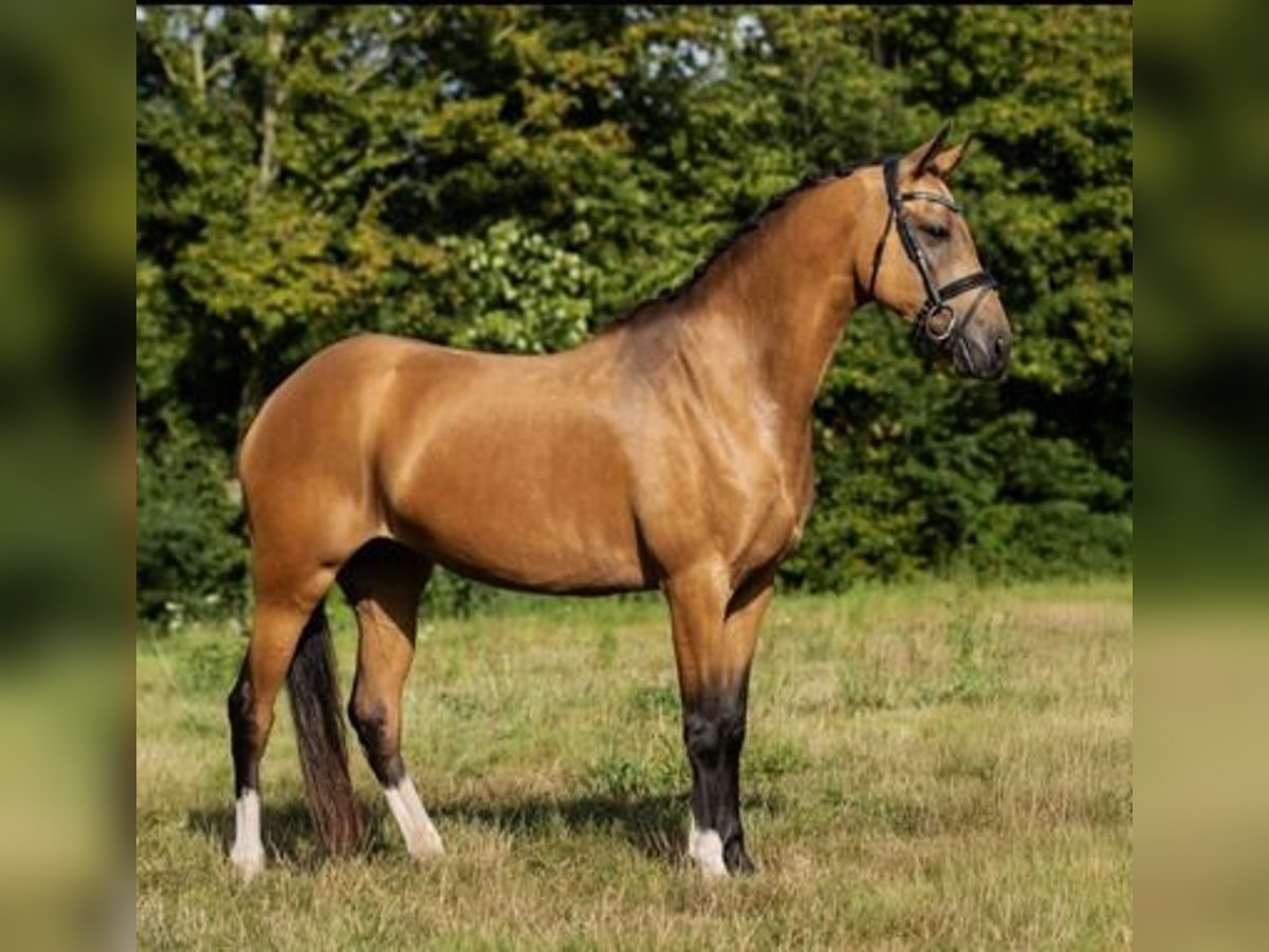 Welsh-C Stute 6 Jahre 146 cm Falbe in GROTE-BROGEL