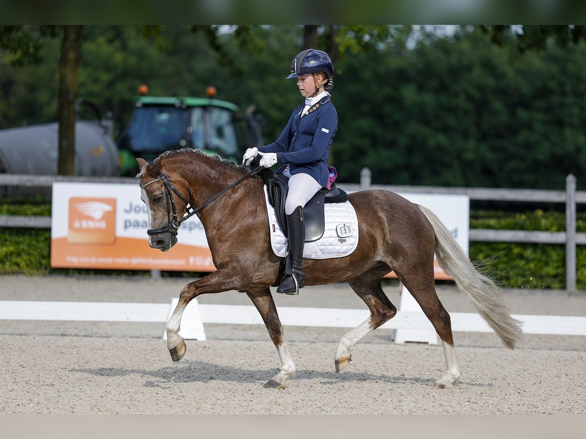 Welsh-C Stute 9 Jahre 134 cm Fuchs in Gemonde