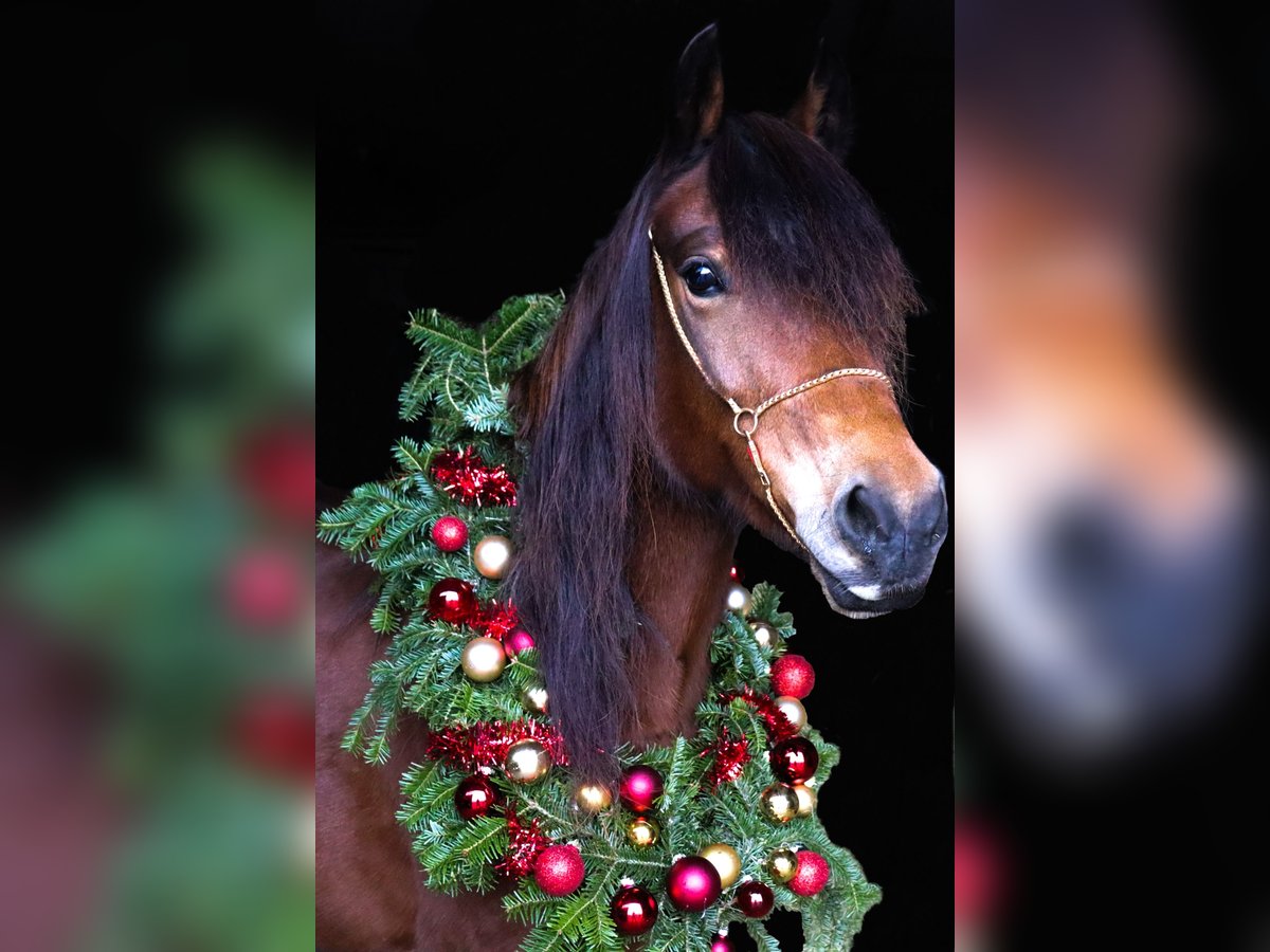 Welsh-C Stute 9 Jahre 141 cm Brauner in St.Georgen an der Leys