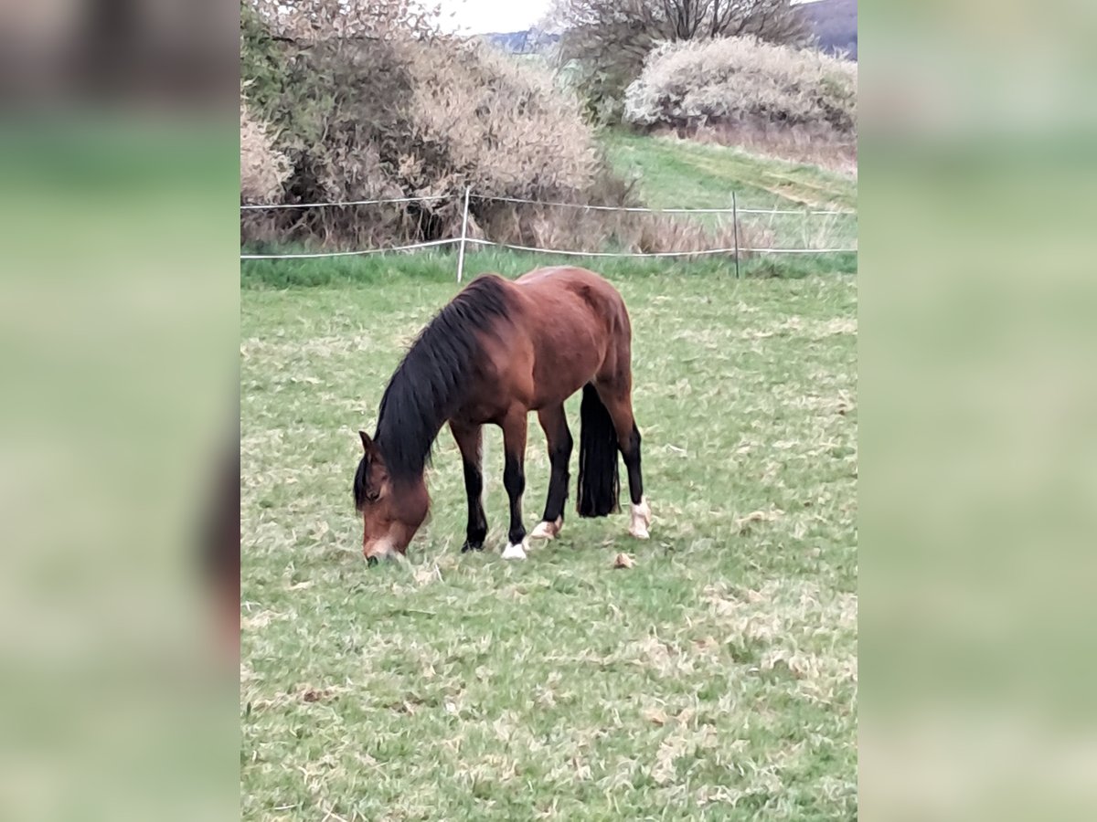 Welsh-C Stute 9 Jahre 146 cm Brauner in Hohenahr