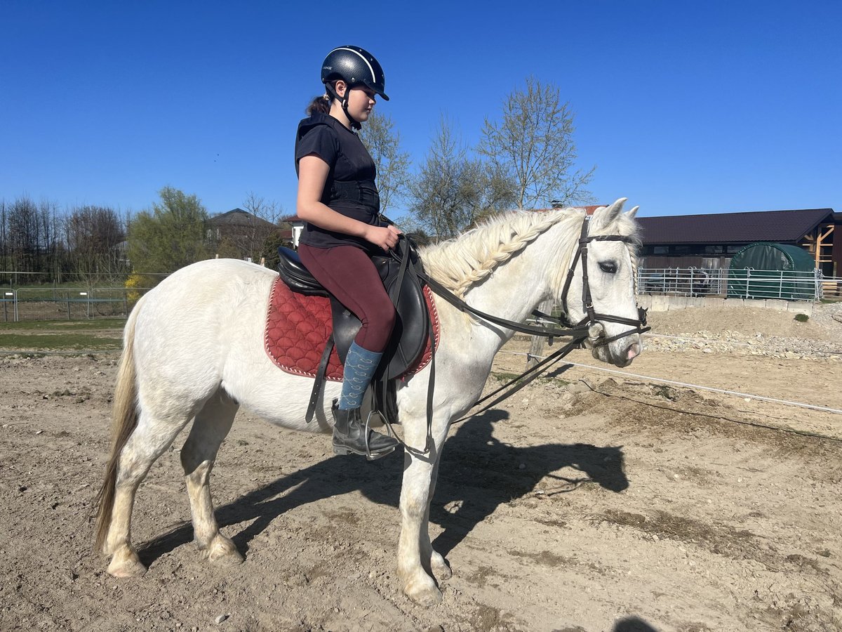 Welsh-C Wallach 11 Jahre 135 cm Apfelschimmel in Helpfau Uttendorf