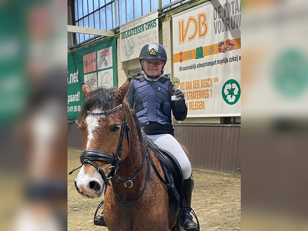 Welsh-C Wallach 11 Jahre 137 cm Hellbrauner in BERLAAR