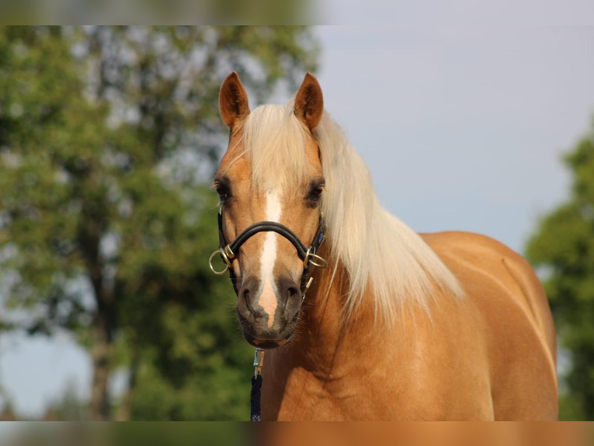 Welsh-C Wallach 12 Jahre 135 cm Palomino in Altenhausen