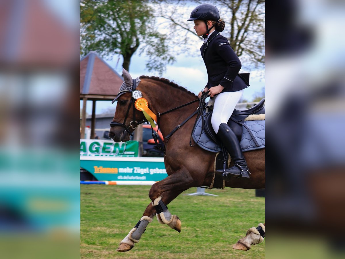 Welsh-C Wallach 12 Jahre 139 cm Dunkelfuchs in Lingen