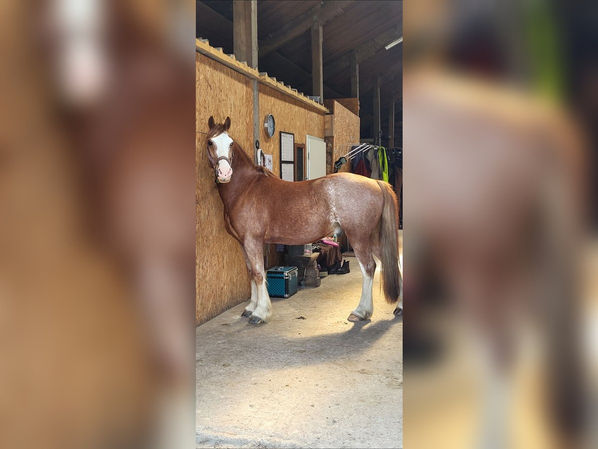Welsh-C Wallach 12 Jahre 147 cm Fuchs in Ostrohe