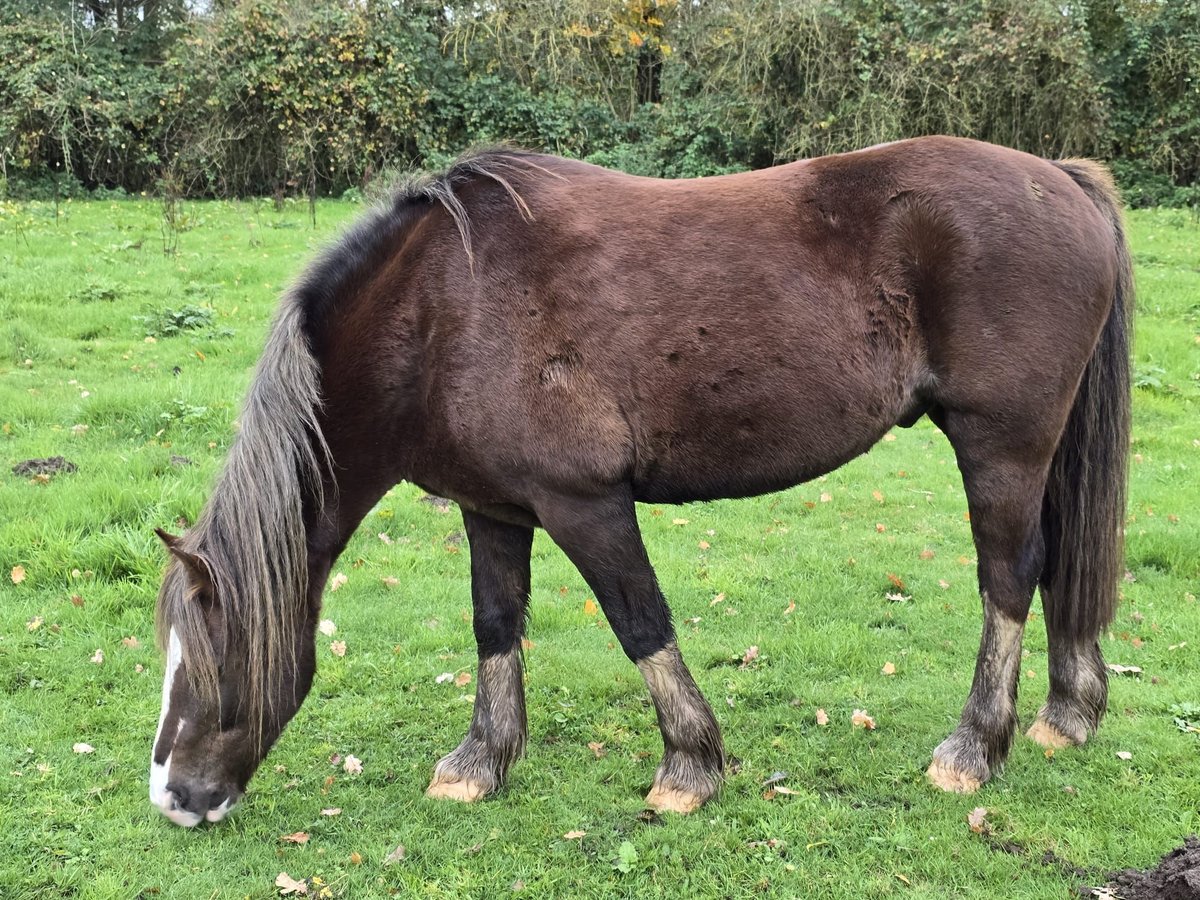 Welsh-C Wallach 12 Jahre Dunkelfuchs in Metelen