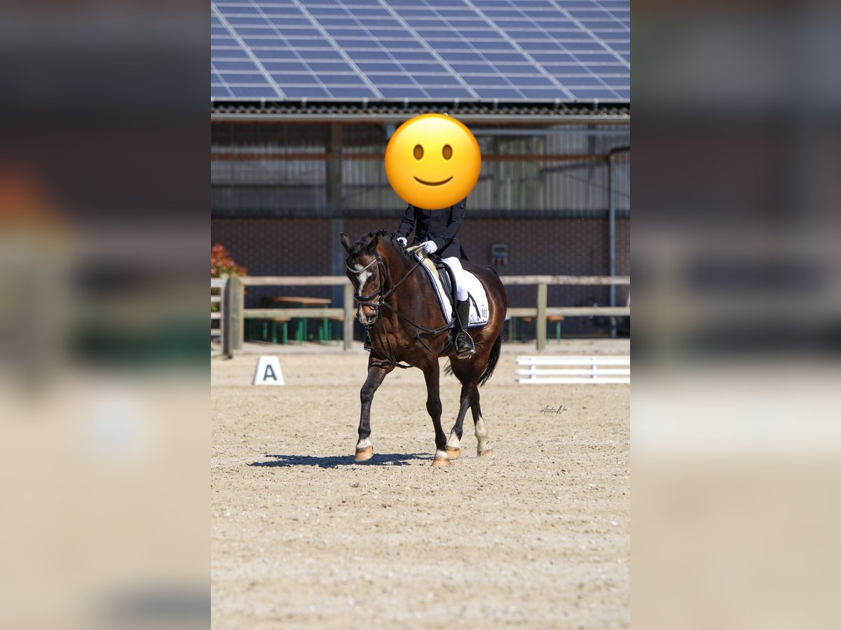 Welsh-C Wallach 15 Jahre 138 cm Dunkelbrauner in L&#xFC;dinghausen