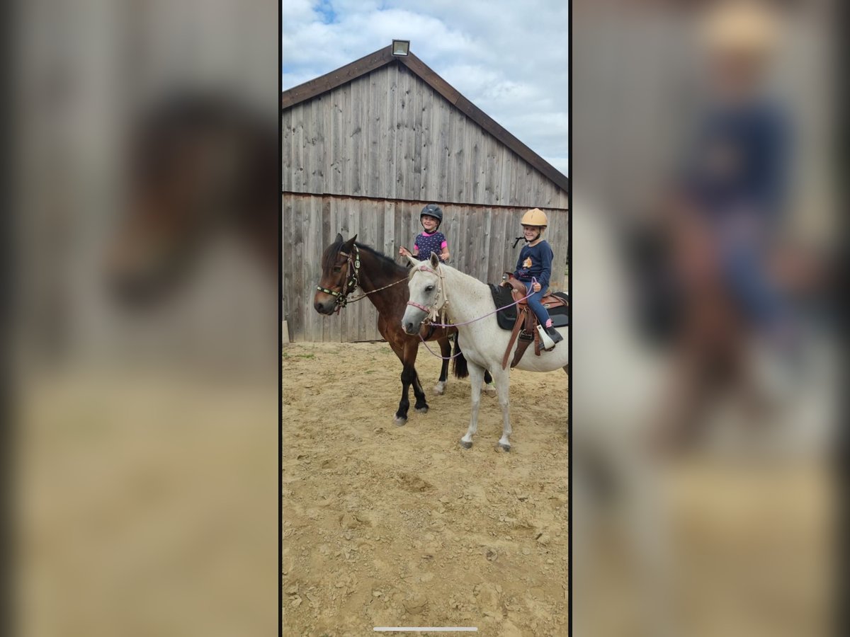 Welsh-C Wallach 21 Jahre 145 cm Brauner in Greven