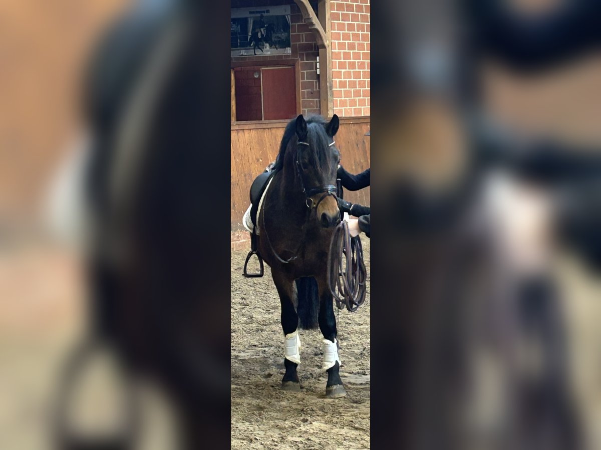 Welsh-C Mix Wallach 3 Jahre 146 cm Brauner in Wardenburg