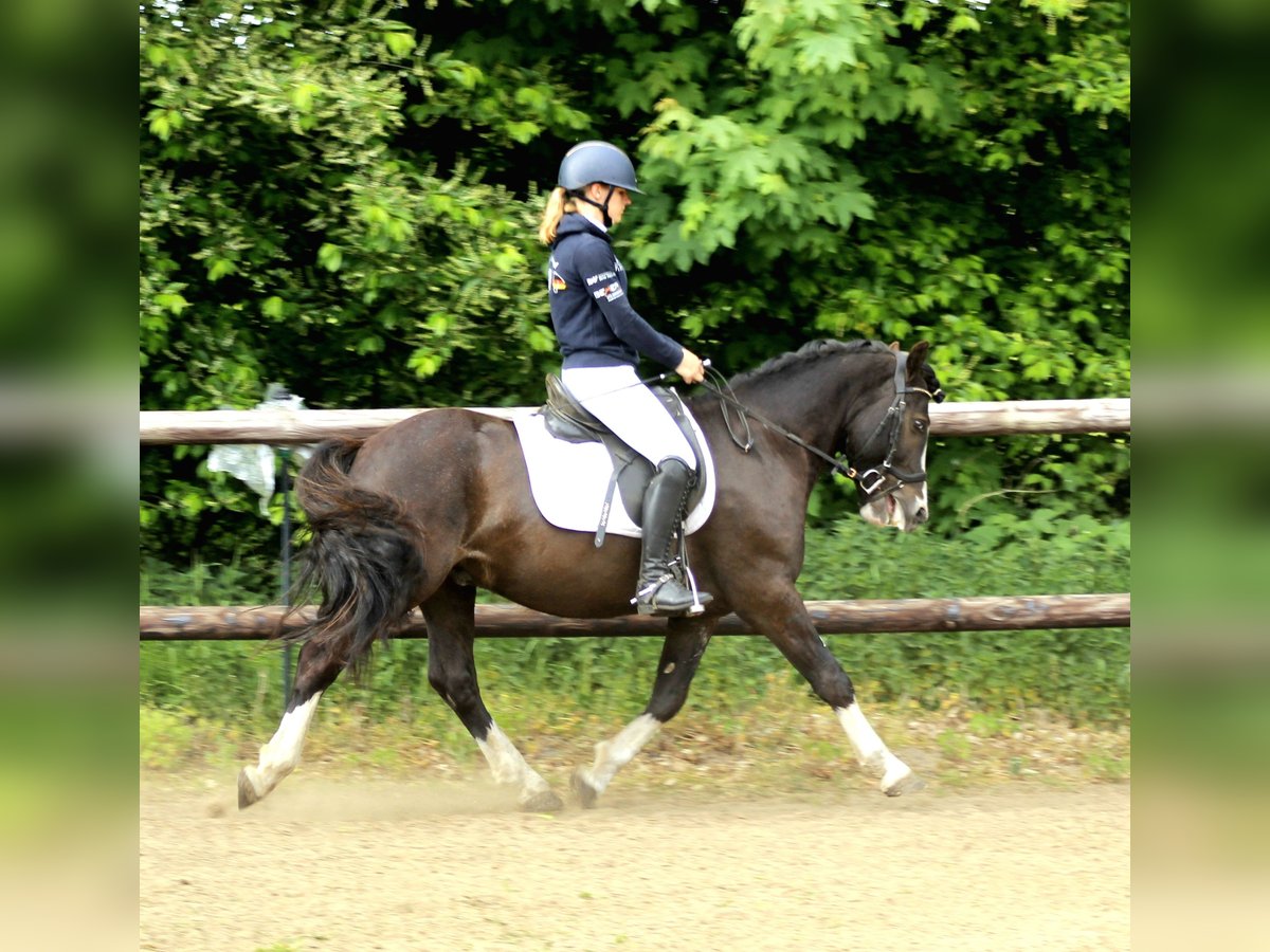 Welsh-C Wallach 4 Jahre 142 cm Rappe in Krumstedt