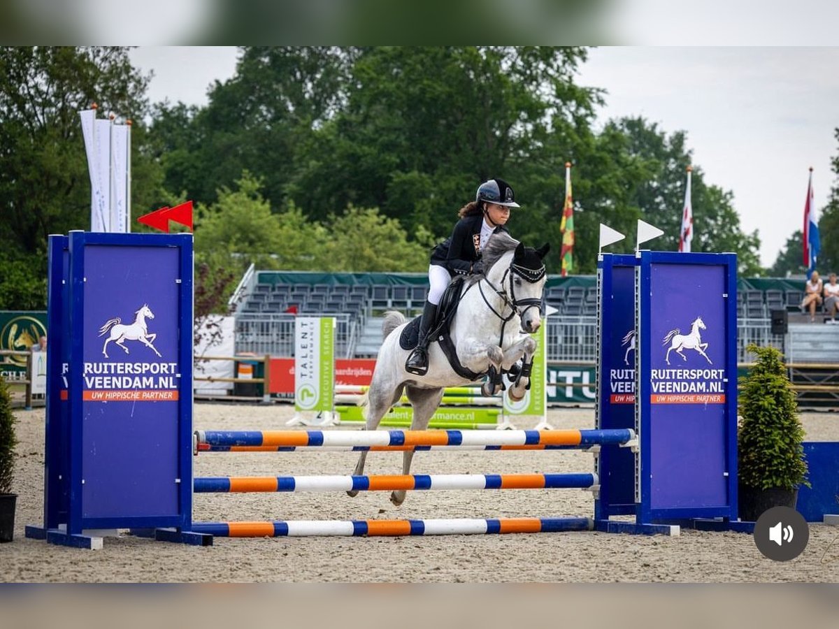 Welsh-C Wallach 5 Jahre 136 cm Blauschimmel in Groningen