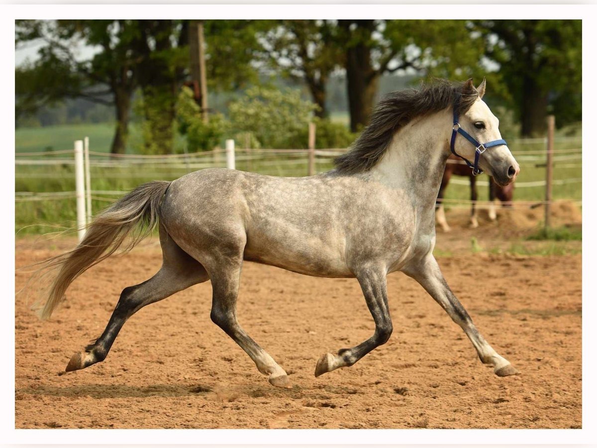 Welsh-C Wallach 6 Jahre 137 cm Schimmel in Olsztyn