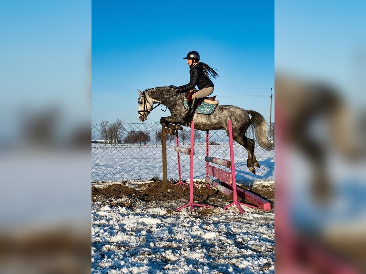 Welsh-C Wallach 6 Jahre 138 cm Schimmel in &#x17B;nin