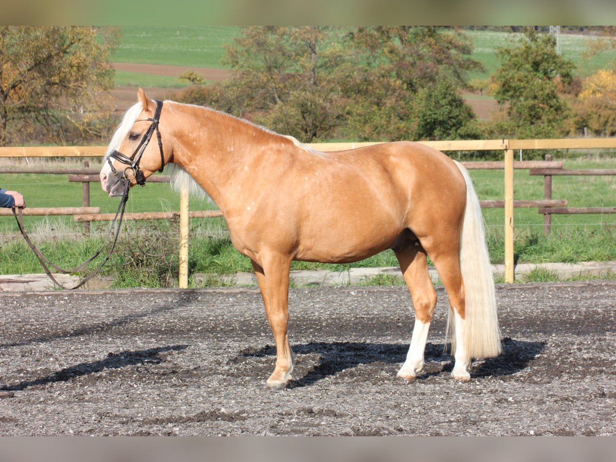 Welsh-C Wallach 7 Jahre 137 cm Palomino in Wartenberg