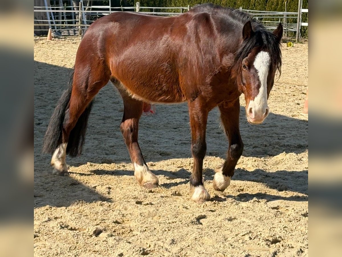 Welsh-C Wallach 9 Jahre 137 cm Brauner in Weingarten
