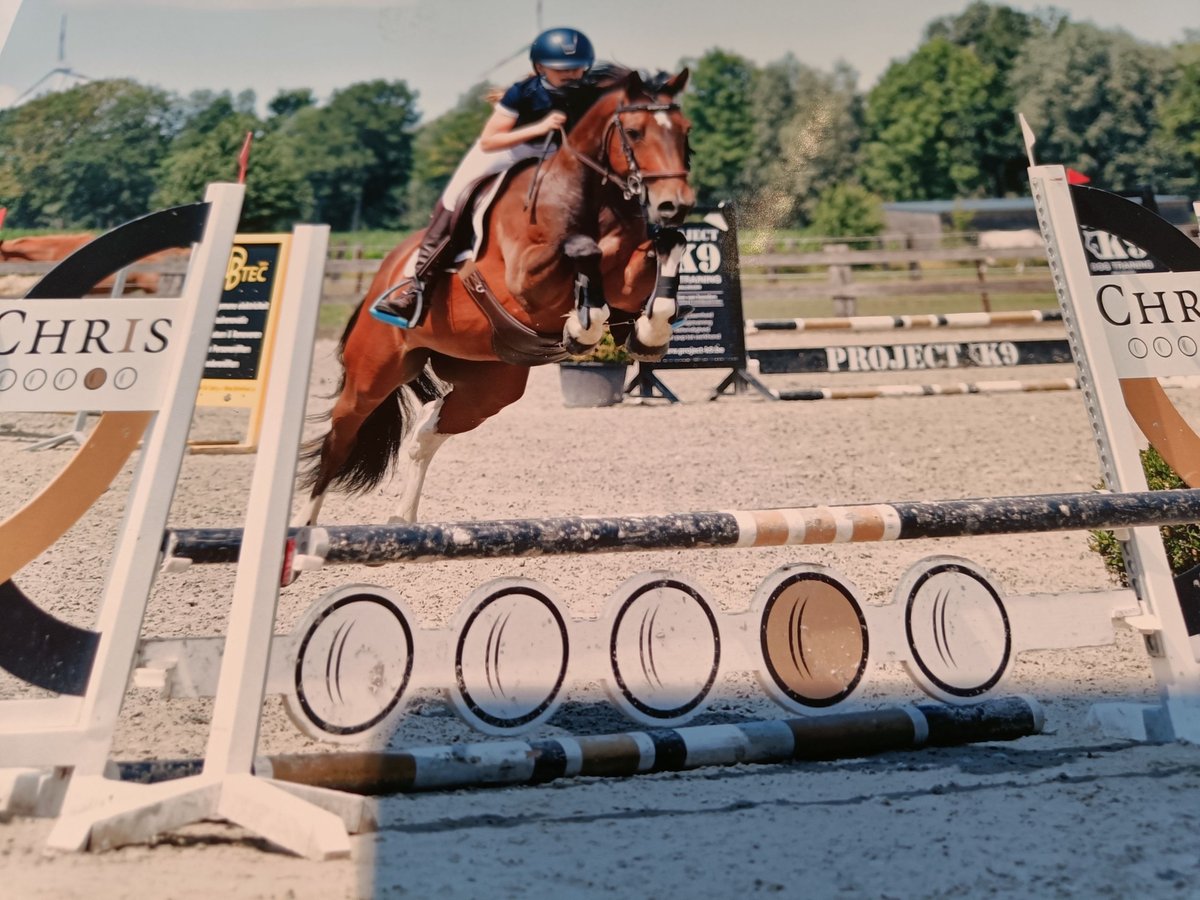 Welsh D (Cob) Mix Gelding 10 years 14 hh Brown in Lembeke