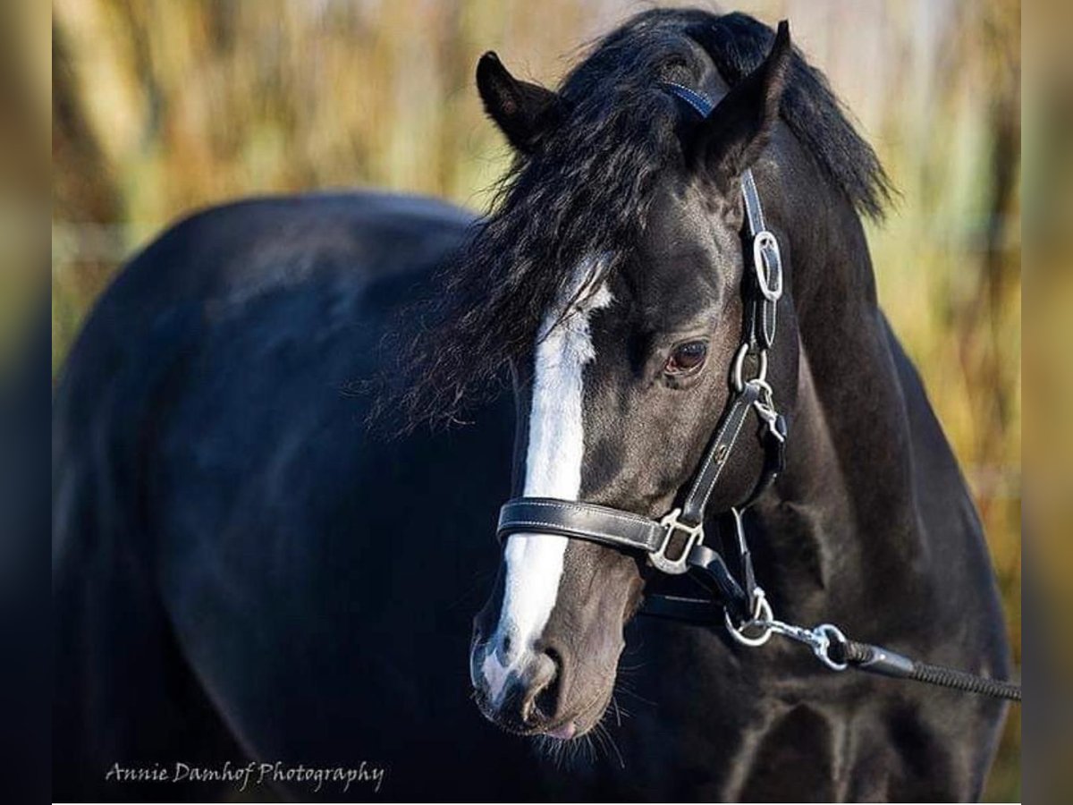 Welsh D (Cob) Gelding 11 years 14,2 hh Black in Baarle-Nassau