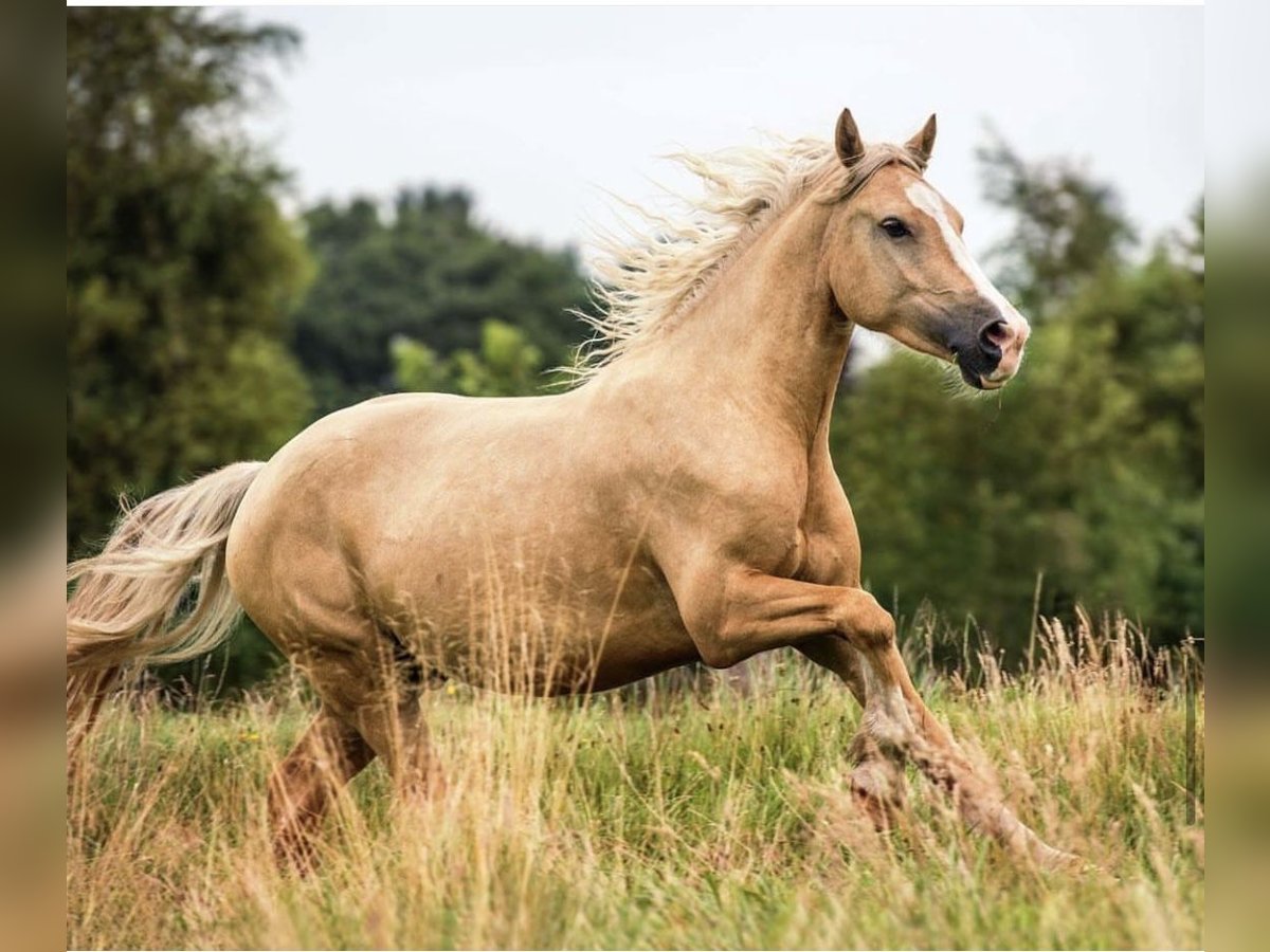 Welsh D (Cob) Gelding 11 years 14,3 hh Palomino in Oyten