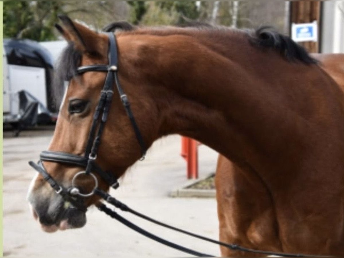 Welsh D (Cob) Gelding 12 years 15,1 hh Brown in Sindelfingen