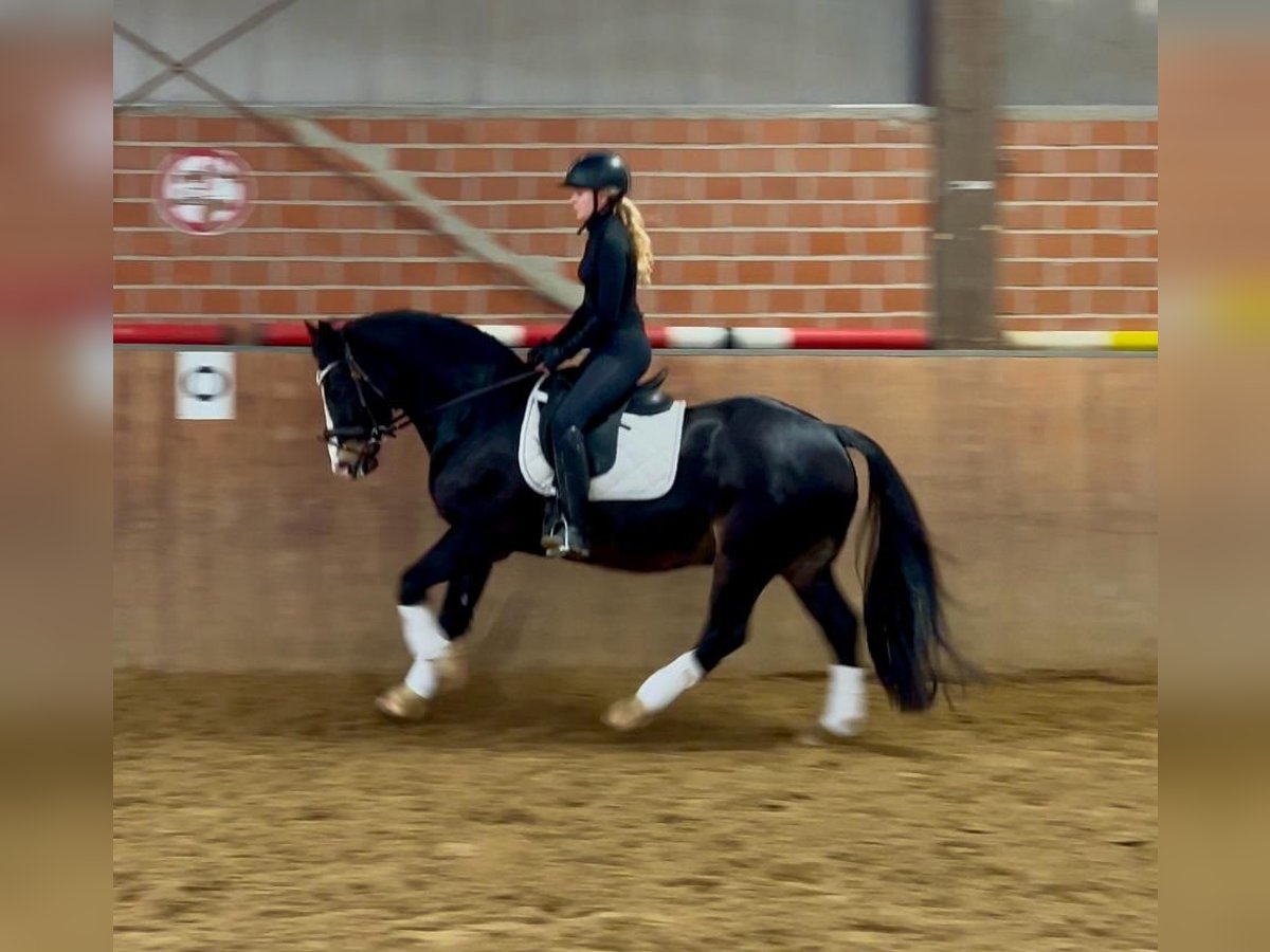 Welsh D (Cob) Gelding 13 years 14,3 hh Black in Mülheim an der Ruhr