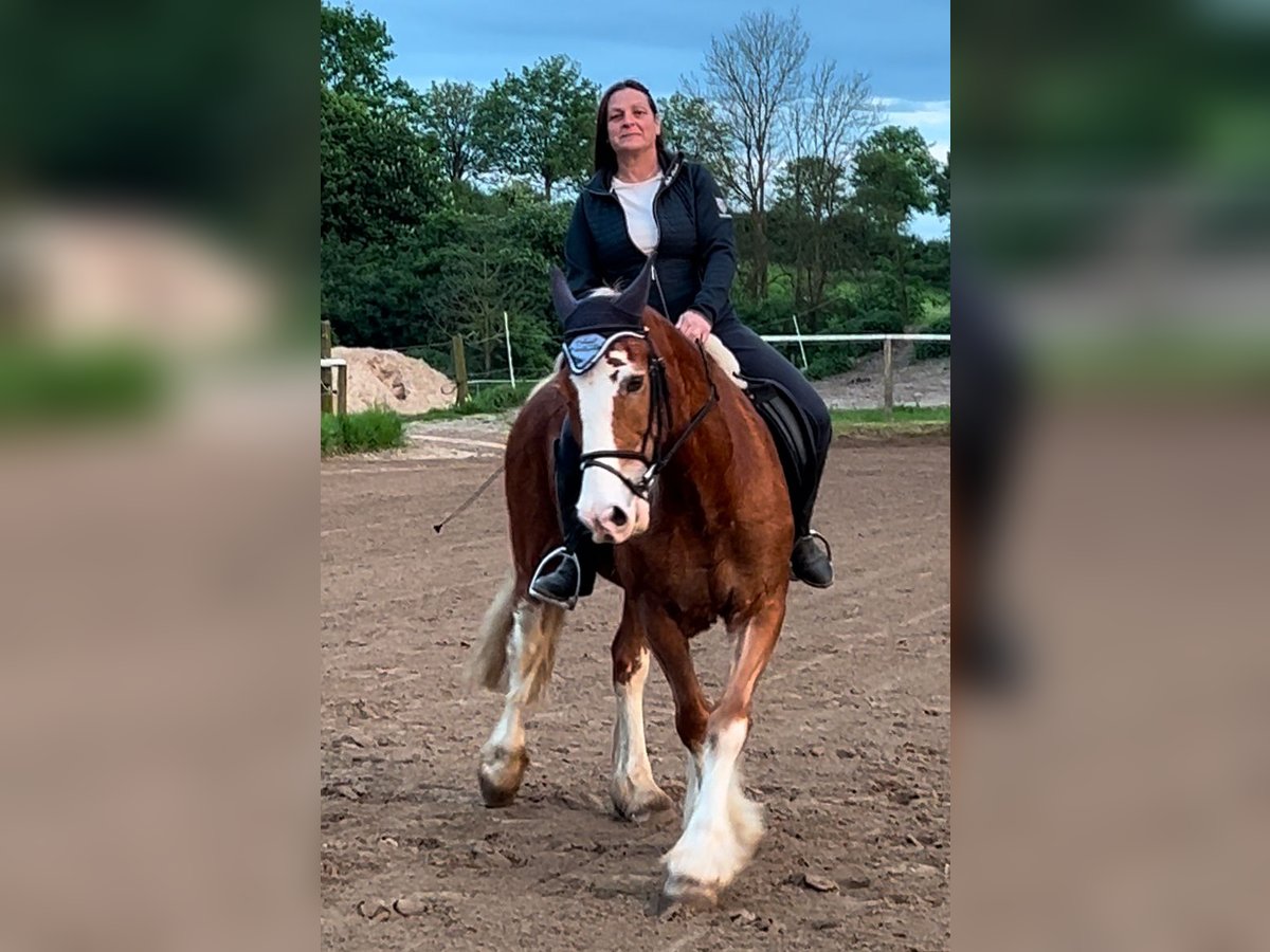 Welsh D (Cob) Gelding 13 years 15,1 hh in Reitsportanlage Rittergut Haebarnsen