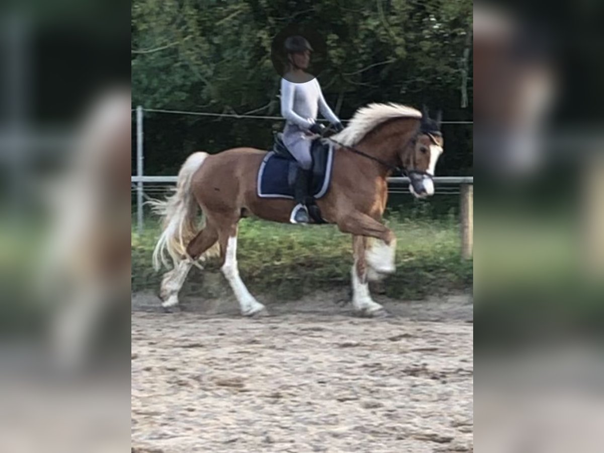 Welsh D (Cob) Gelding 13 years 15,1 hh Sabino in Rittergut Harbarnsen Reitsportanlage