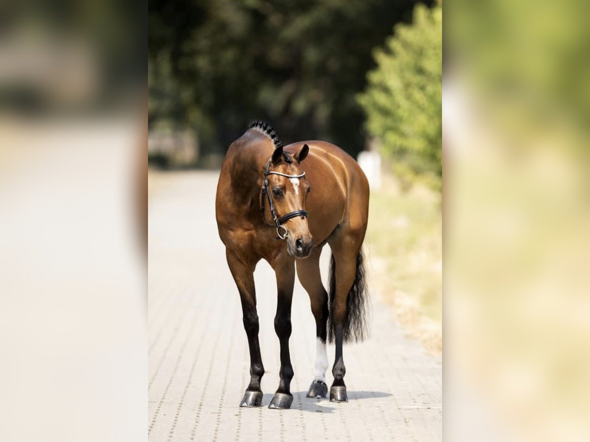 Welsh D (Cob) Gelding 14 years 14,2 hh Bay in Picture Butte, Alberta