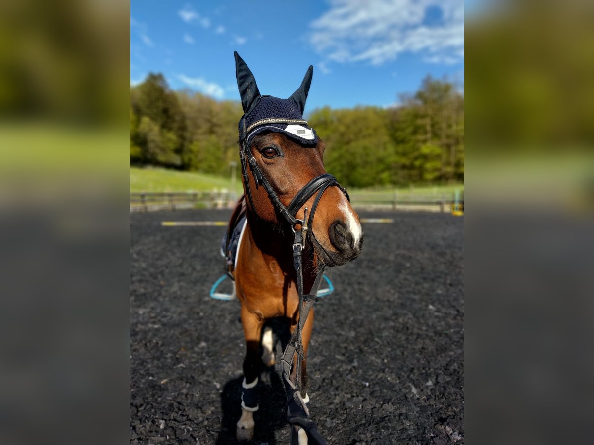 Welsh D (Cob) Gelding 15 years 14,2 hh Bay in Luxembourg Canach