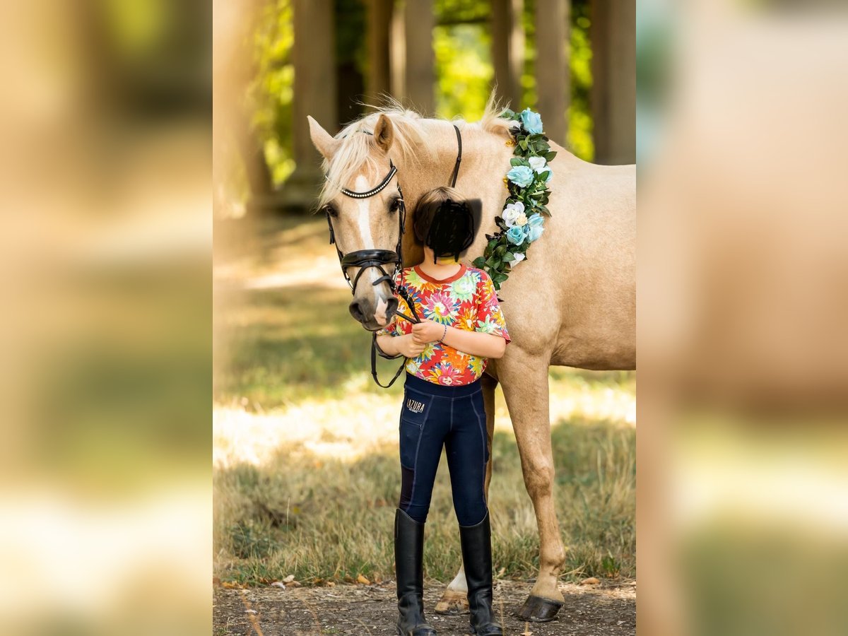 Welsh D (Cob) Gelding 15 years 14,2 hh Palomino in Trier