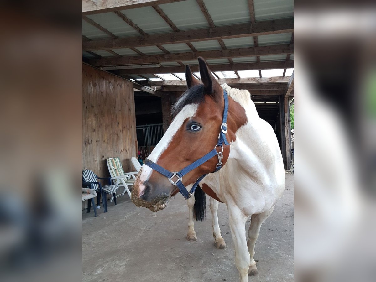 Welsh D (Cob) Mix Gelding 17 years 15,2 hh Pinto in Bimöhlen