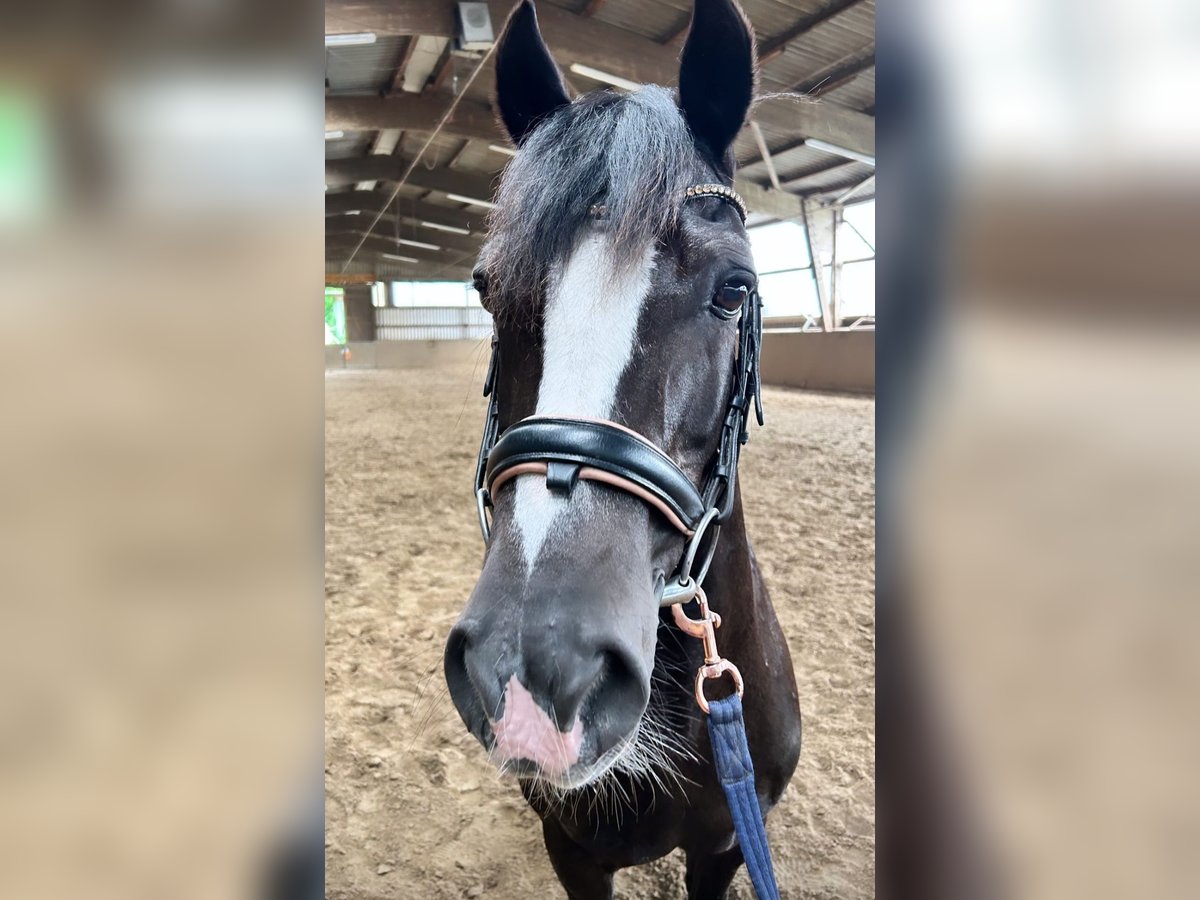 Welsh D (Cob) Gelding 20 years 14,1 hh Black in Neumünster