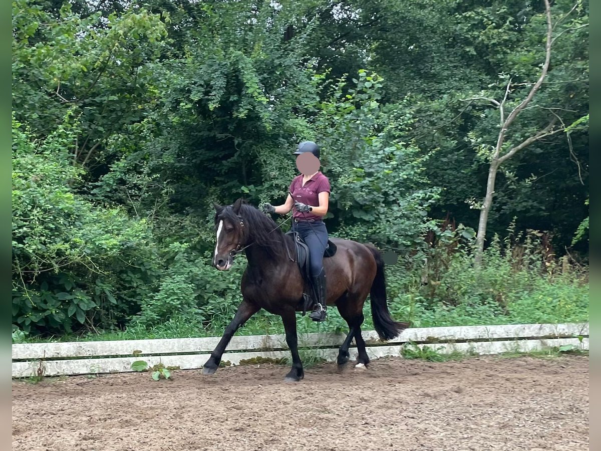 Welsh D (Cob) Gelding 21 years 13,2 hh Brown in Hamburg Lemsahl-Mellingstedt