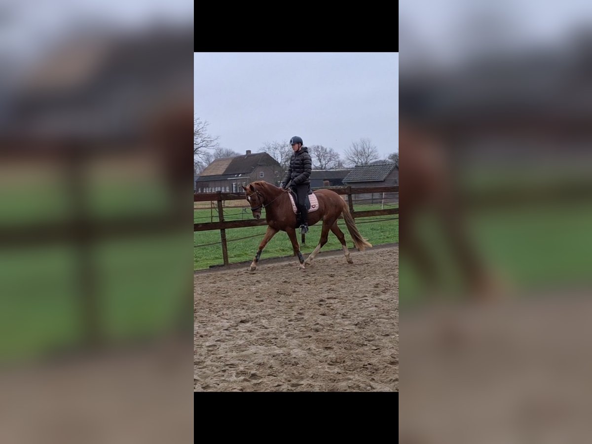 Welsh D (Cob) Gelding 4 years 14,2 hh Chestnut-Red in Gemonde