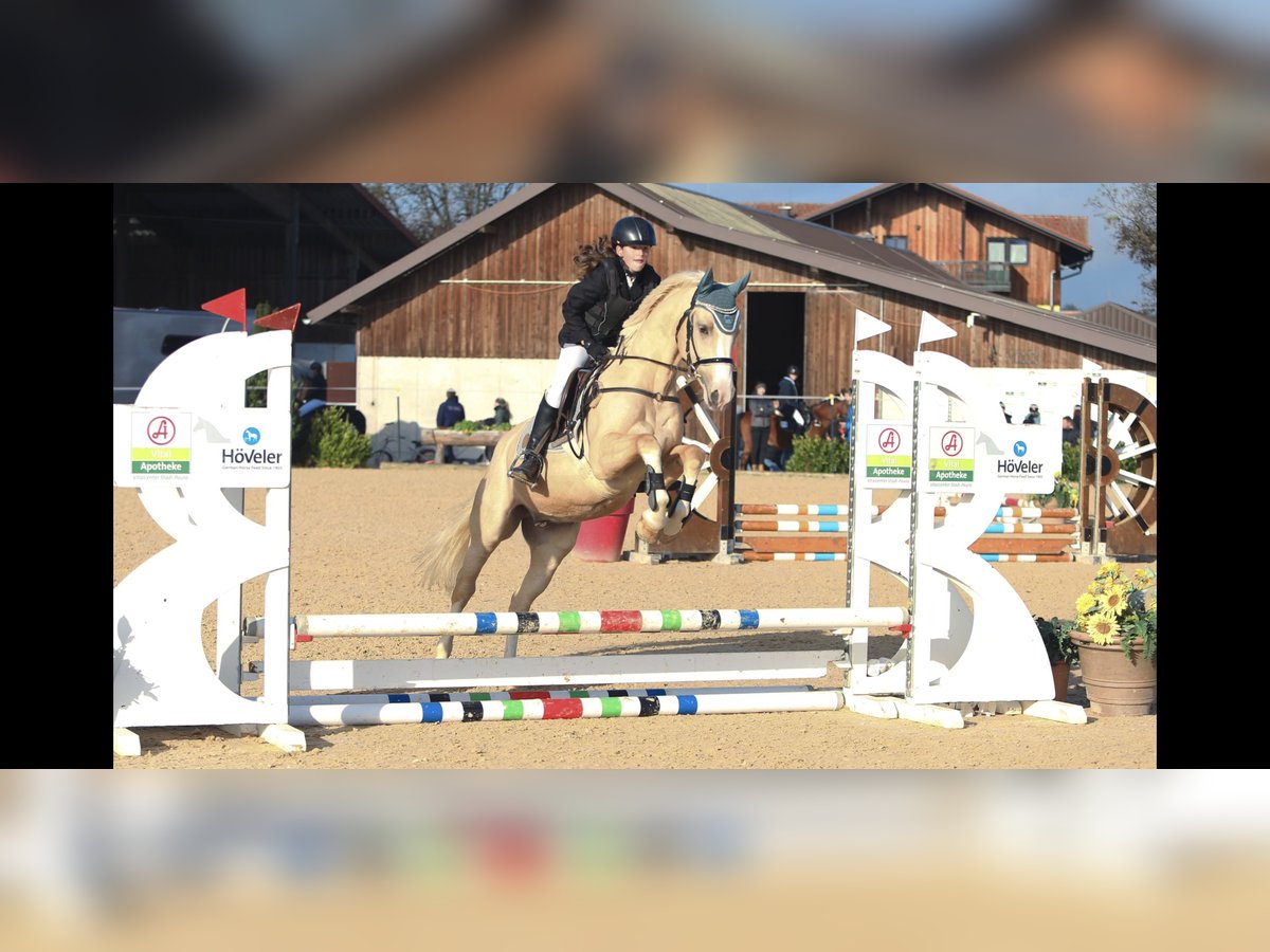 Welsh D (Cob) Gelding 4 years 14,2 hh Palomino in Schlins