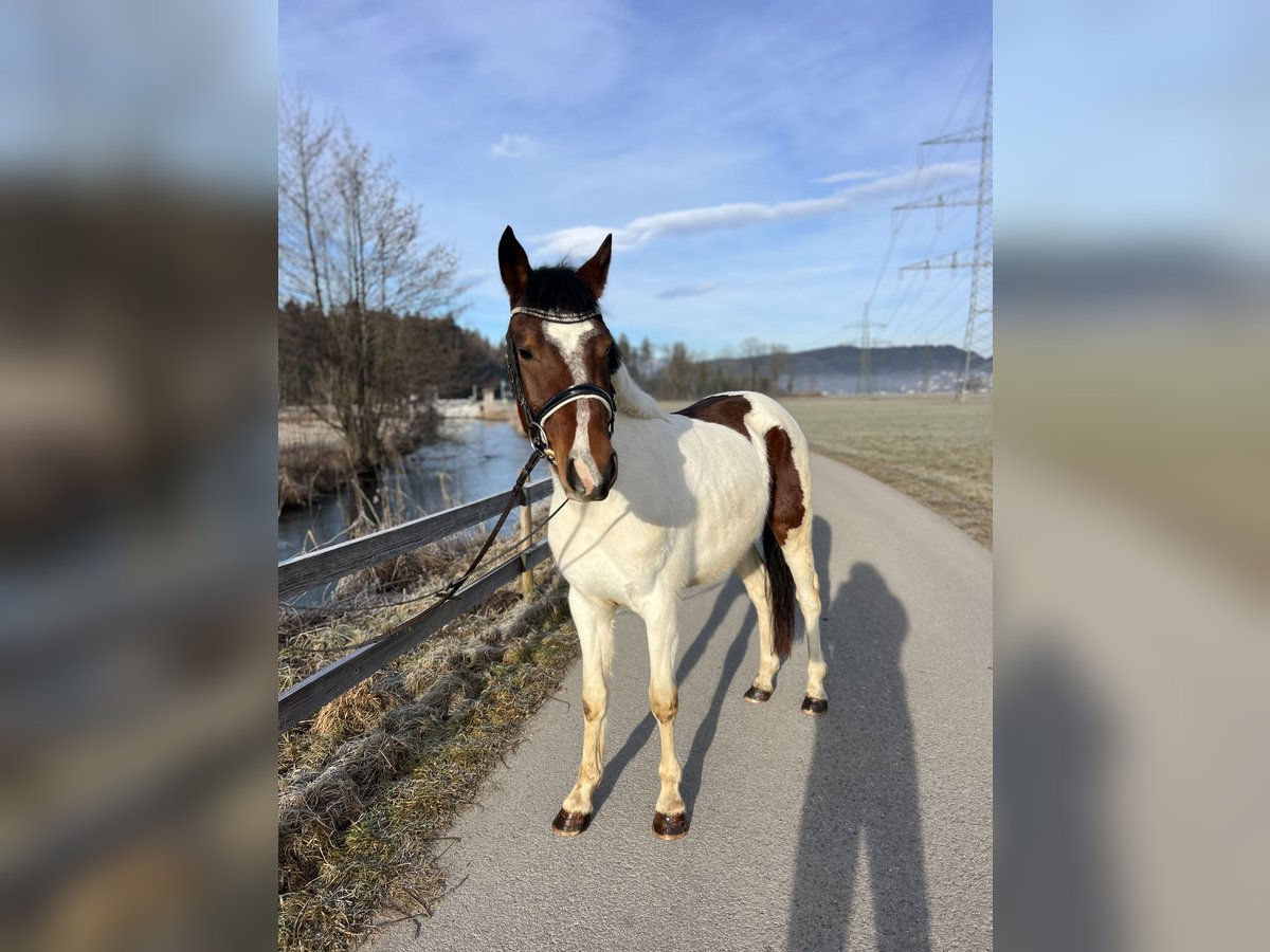 Welsh D (Cob) Gelding 5 years 13,2 hh Pinto in Schlins