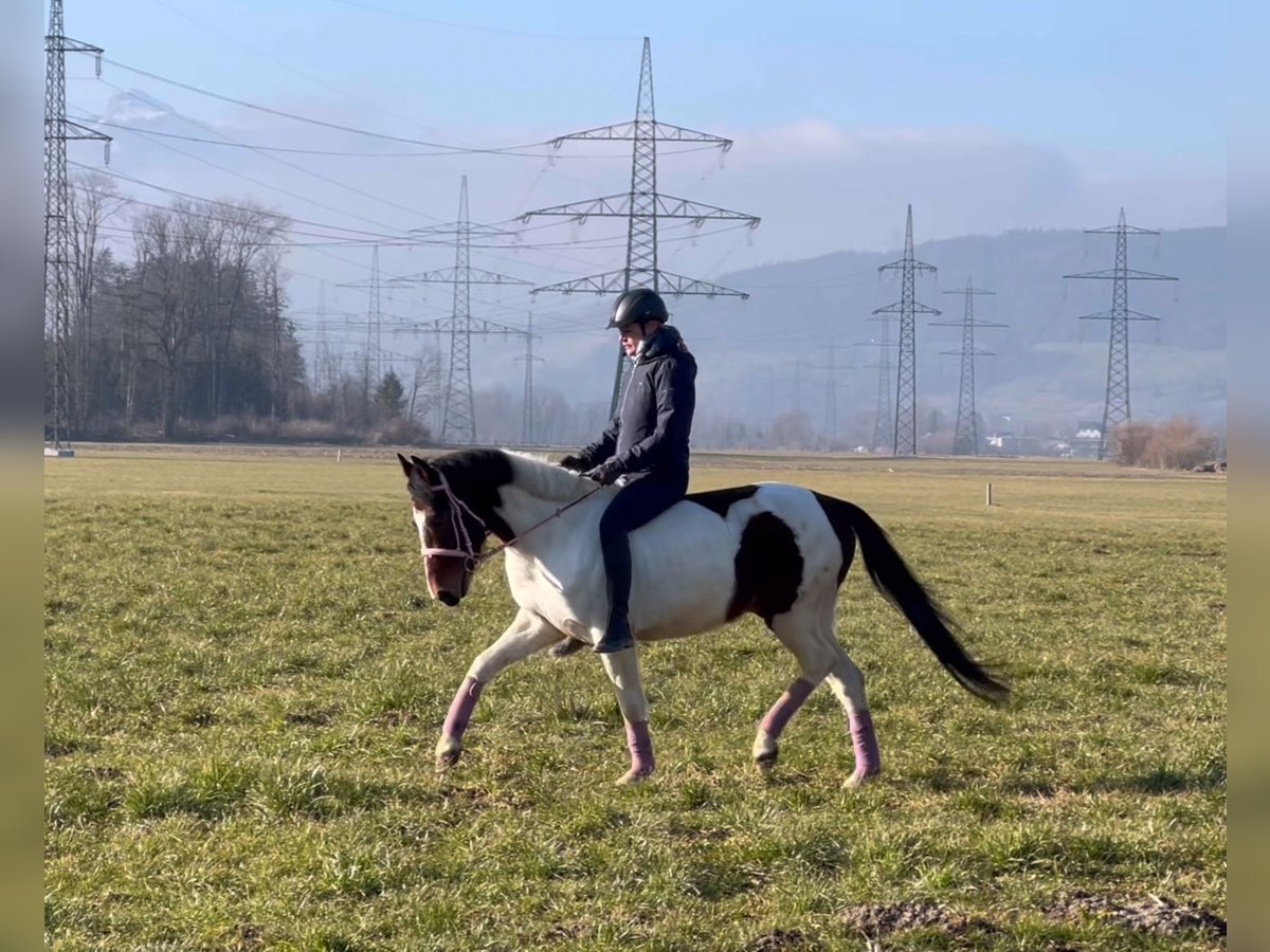 Welsh D (Cob) Gelding 5 years 13,2 hh Pinto in Schlins