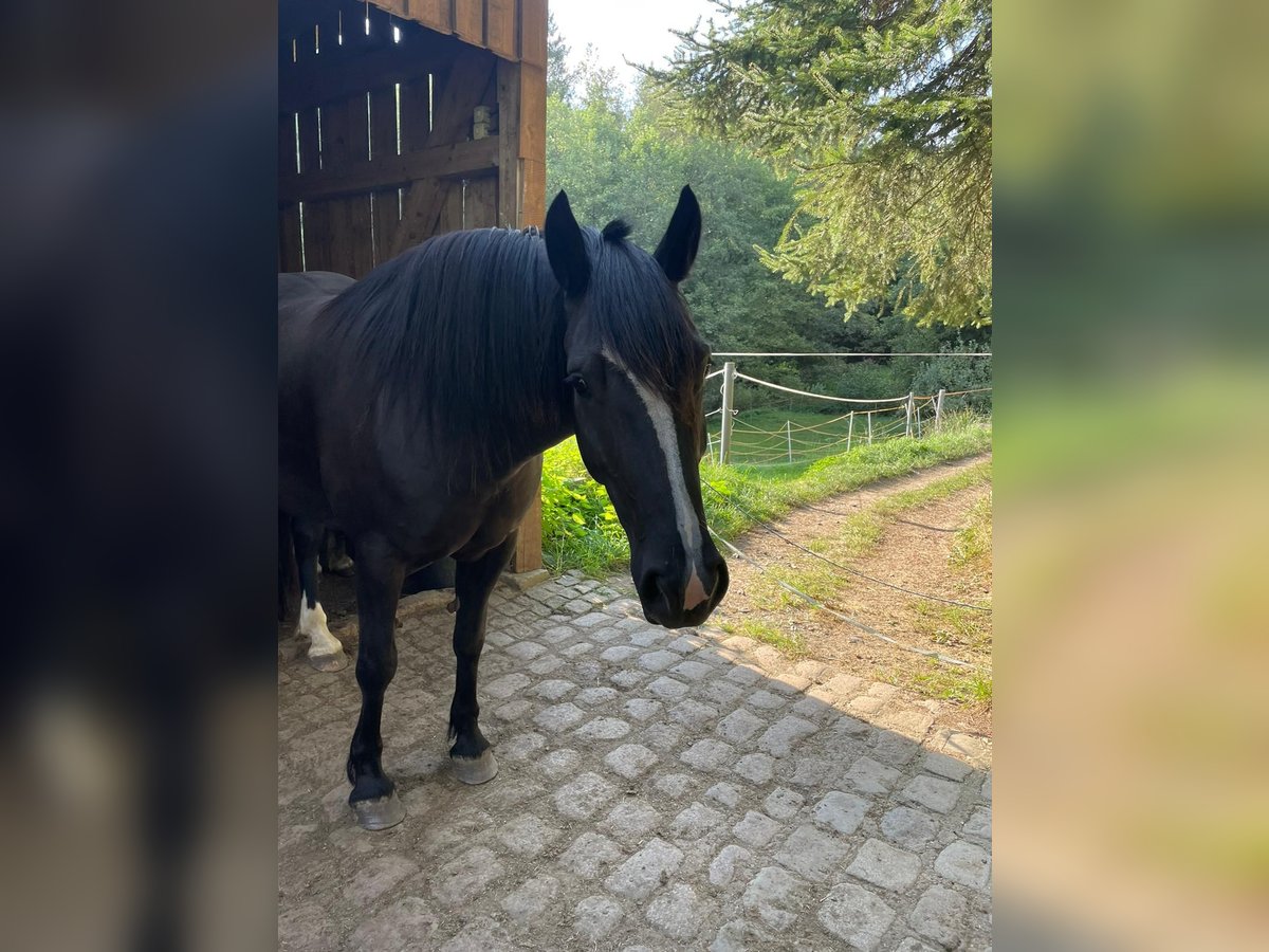 Welsh D (Cob) Gelding 5 years 14,2 hh Black in Hohnstein