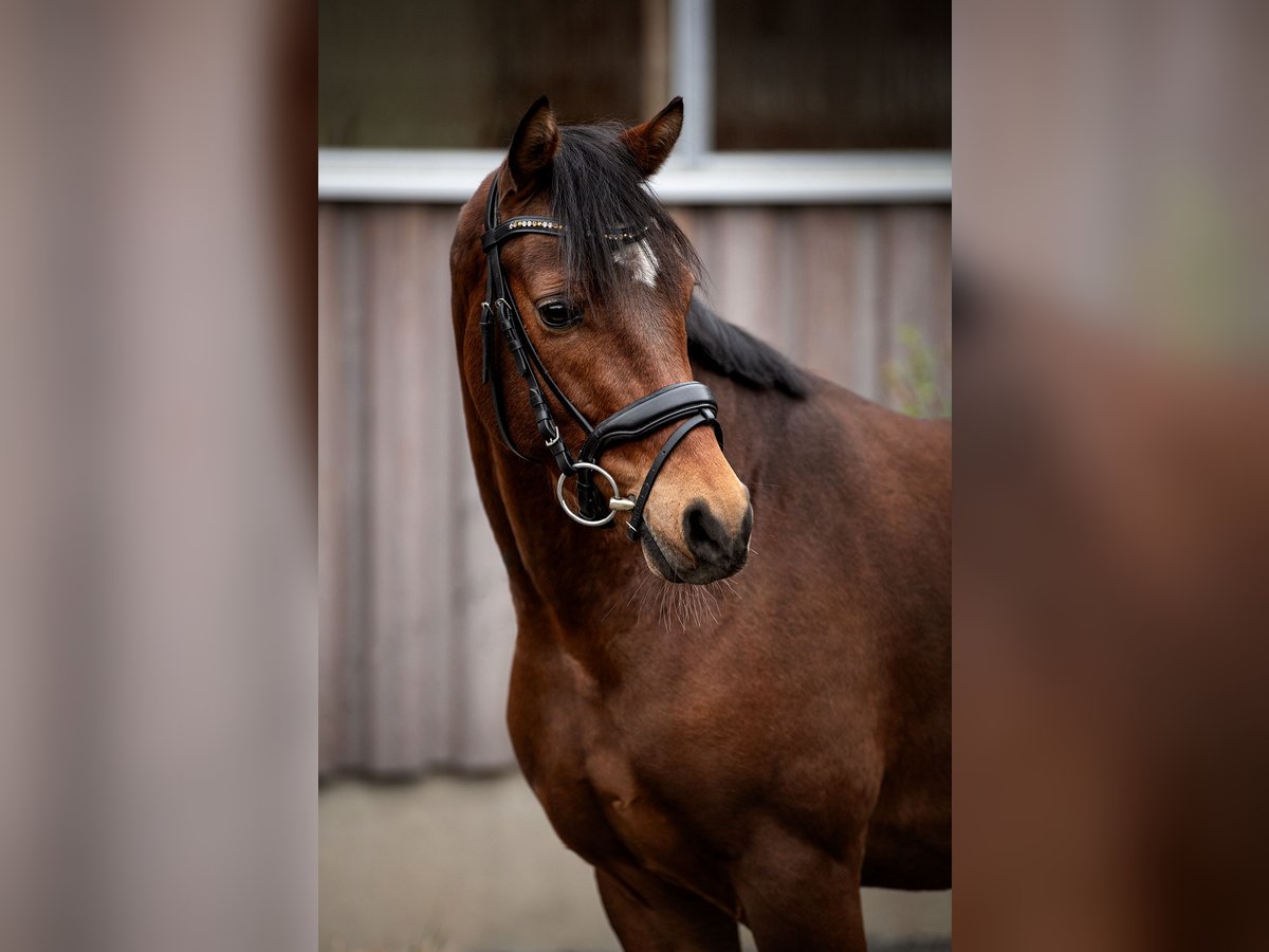 Welsh D (Cob) Gelding 5 years 14,2 hh Brown in Fürth