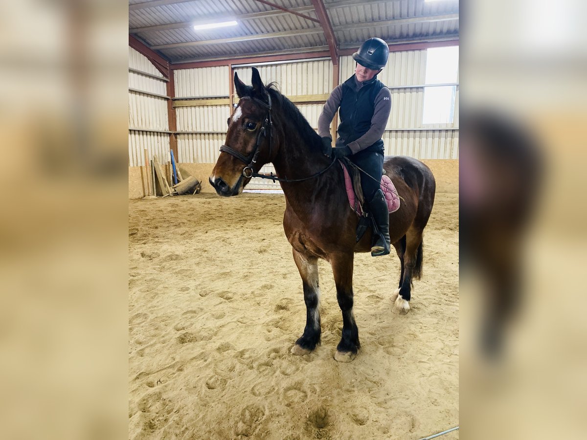 Welsh D (Cob) Gelding 5 years 15,1 hh Brown in Sligo