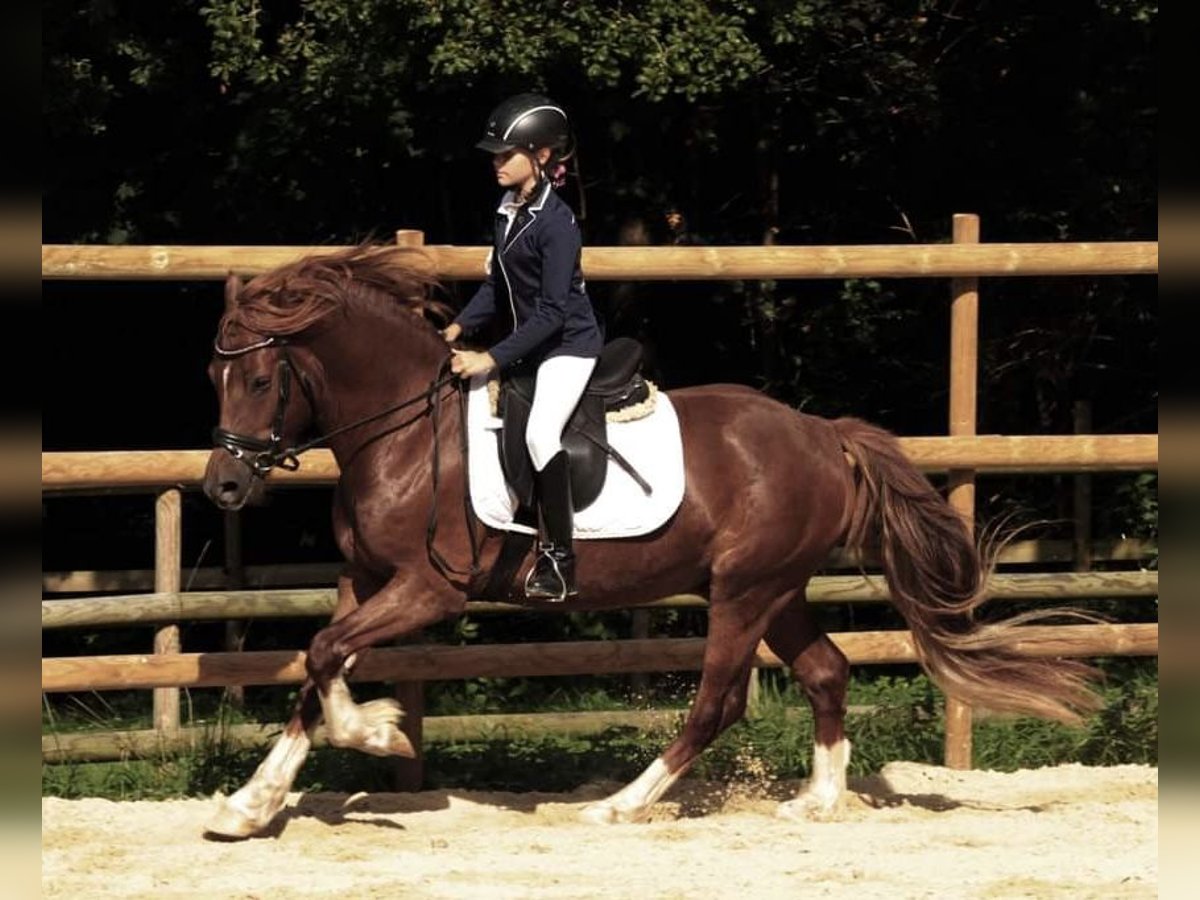 Welsh D (Cob) Gelding 6 years 14,2 hh Chestnut-Red in Frelsdorf