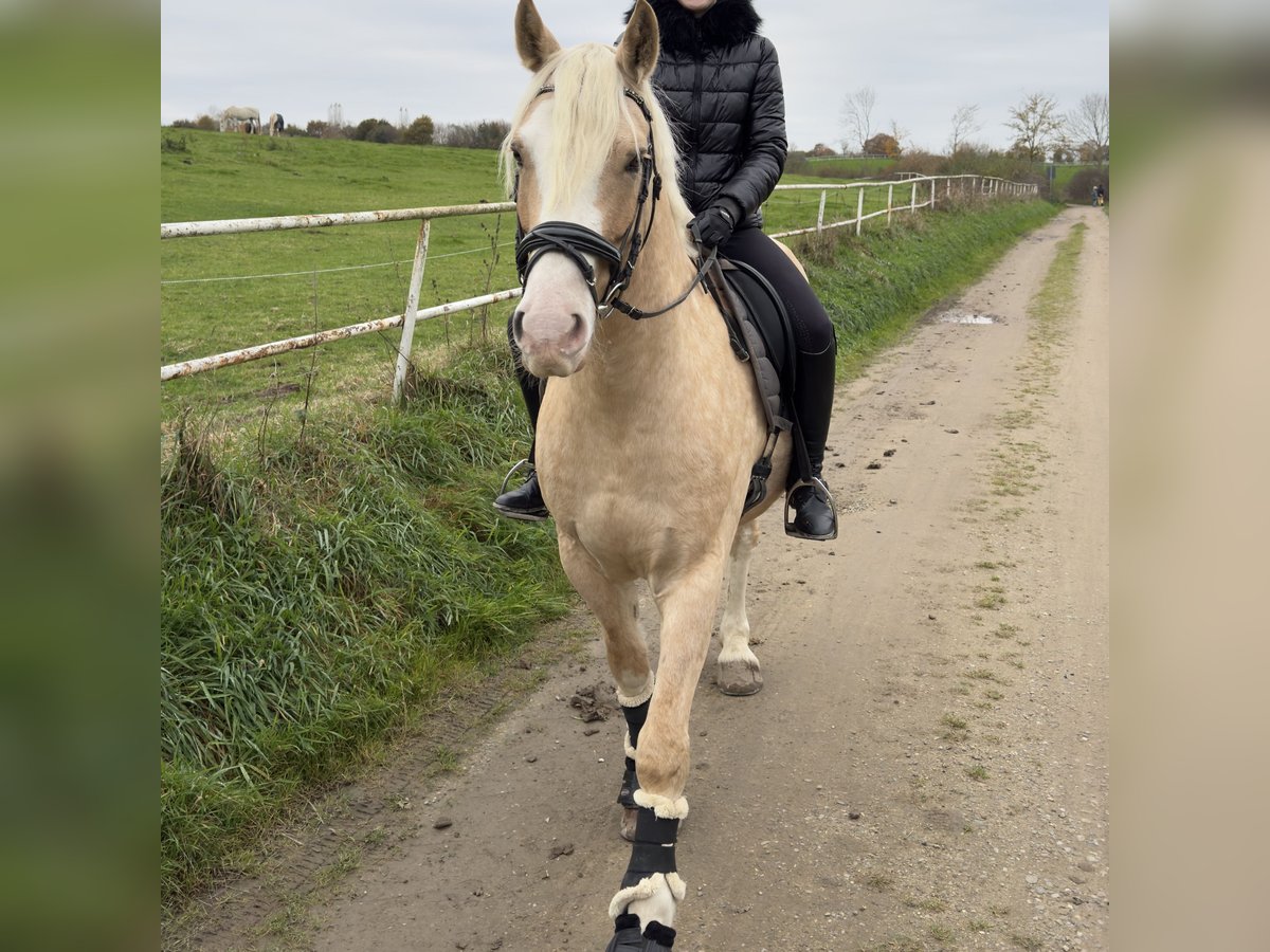 Welsh D (Cob) Gelding 7 years 14,2 hh Palomino in Lübeck