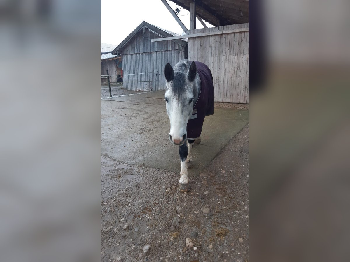 Welsh D (Cob) Mix Gelding 8 years 15,1 hh in Sauerlach