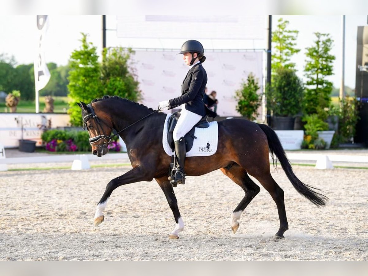 Welsh D (Cob) Gelding 9 years 14,2 hh Bay-Dark in Delft