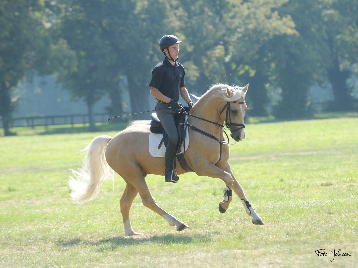 Welsh D (Cob) Gelding 9 years 14,2 hh Palomino in Stahnsdorf