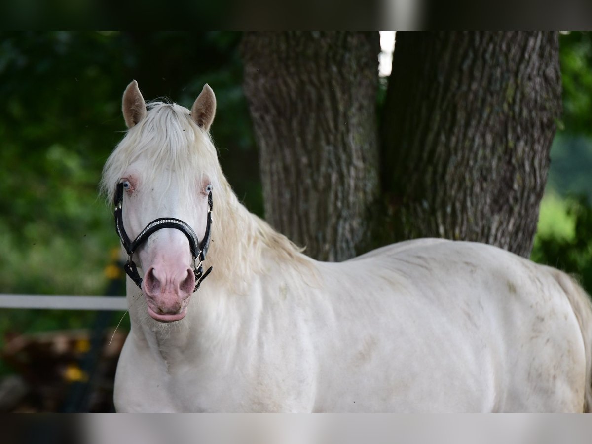 Welsh D (Cob) Hingst 13 år 154 cm Cremello in Großenrade