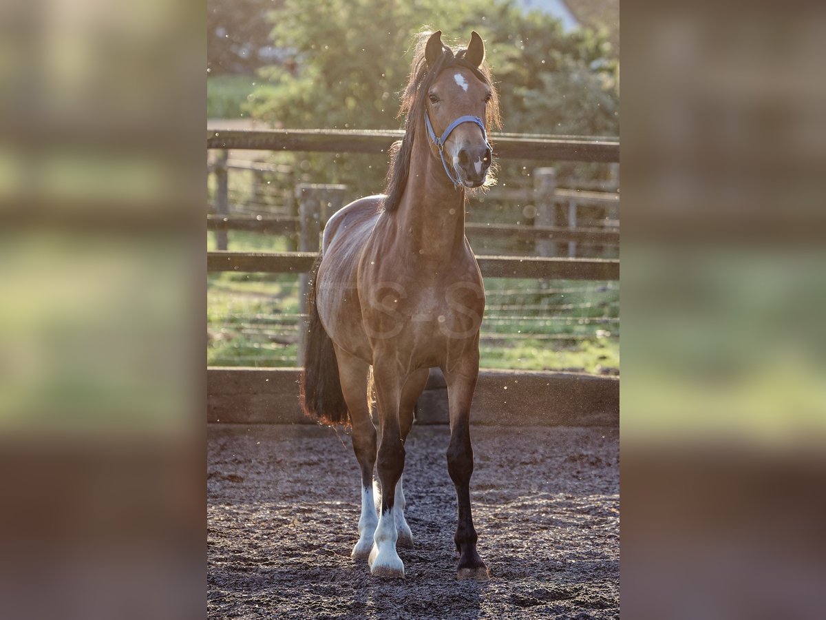 Welsh D (Cob) Hingst 2 år 150 cm Brun in Meerbusch