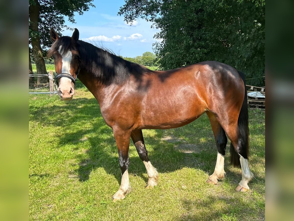 Welsh D (Cob) Hingst 3 år 145 cm Brun in Ganderkesee