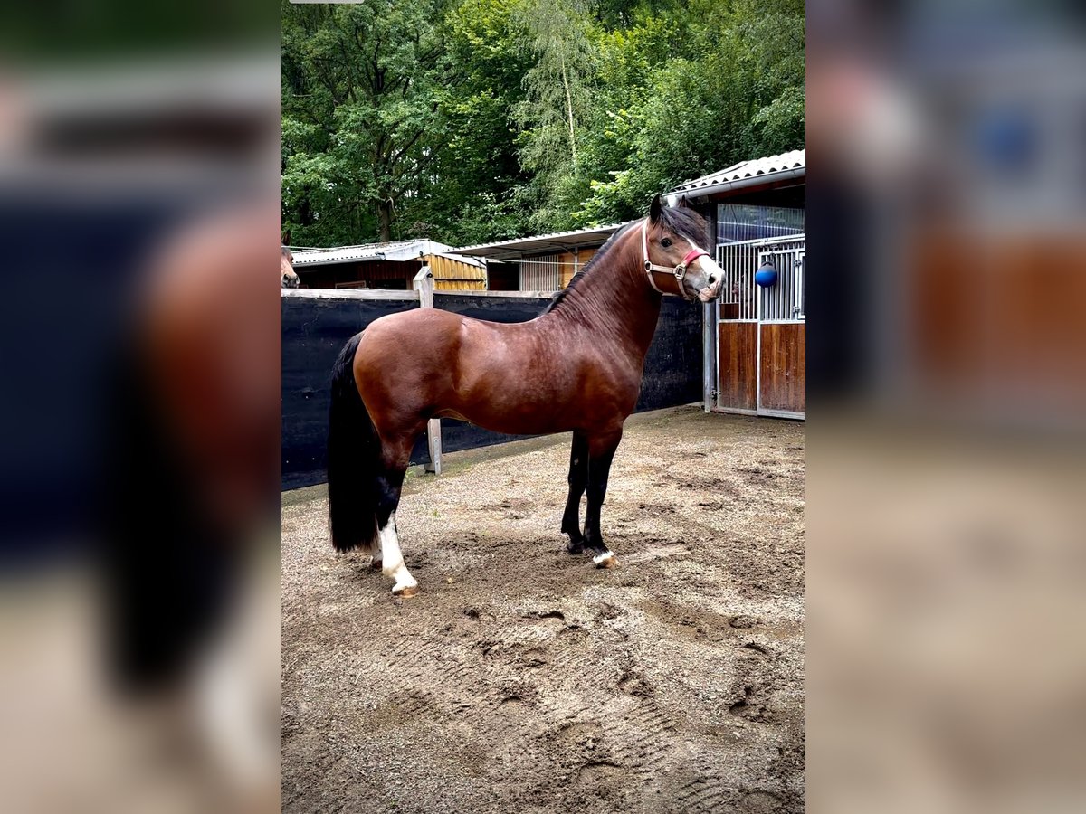 Welsh D (Cob) Hingst 4 år 143 cm Brun in BimöhlenBad Bramstedt